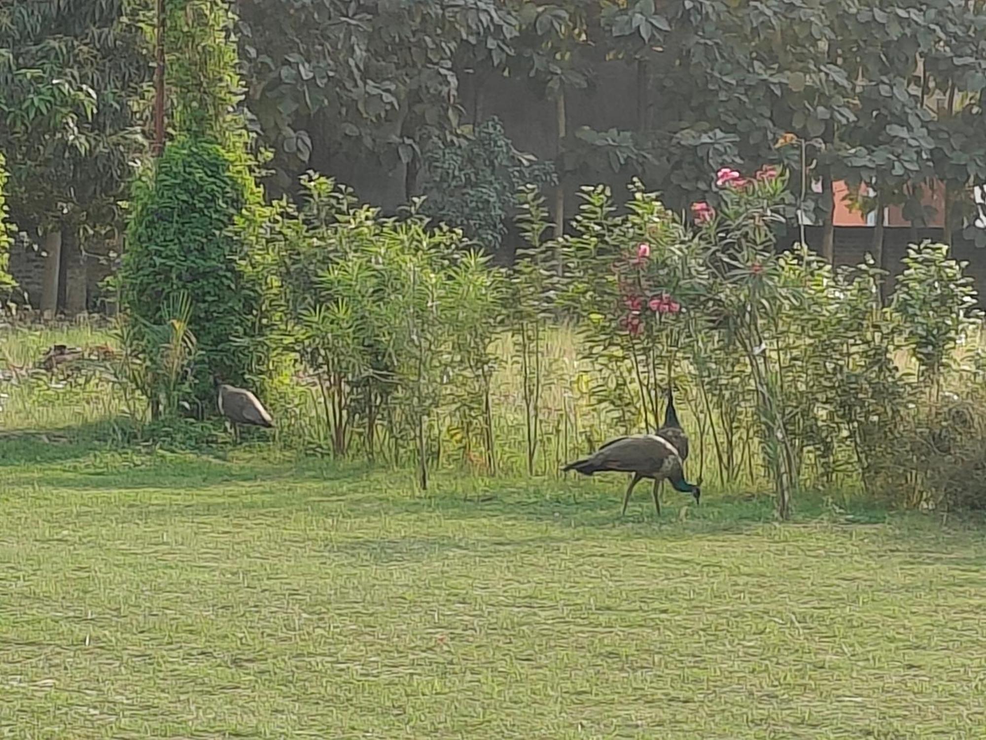 Nature Homestay Varanasi Ngoại thất bức ảnh